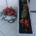 Katarina *